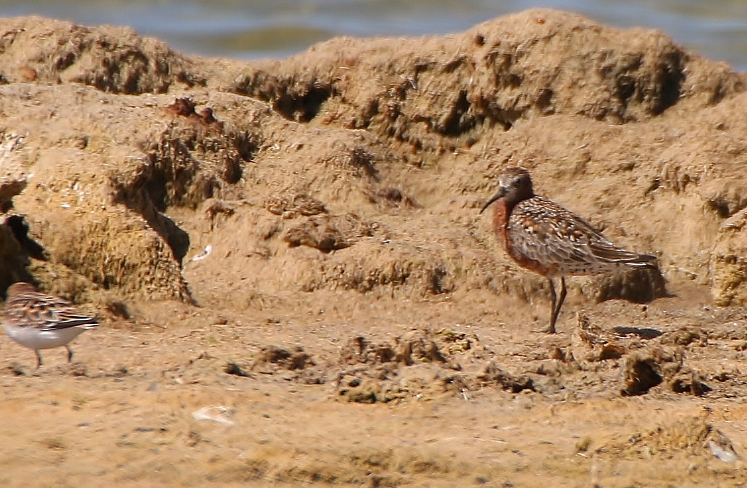 Curlew Sandpiper